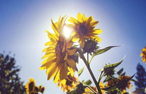 Sunflower Under Blue Sky photo