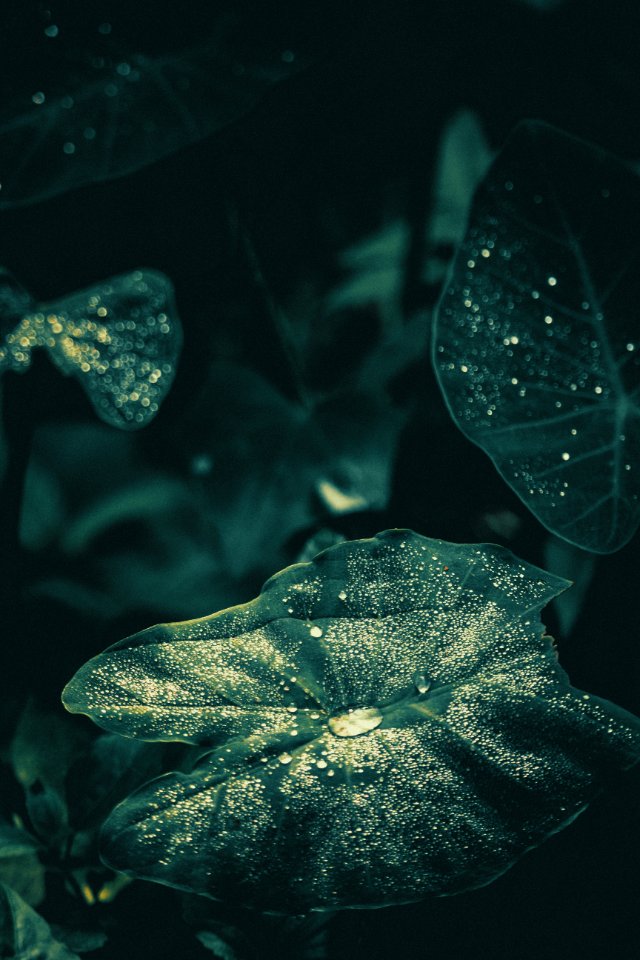 Water Drops On Leaves