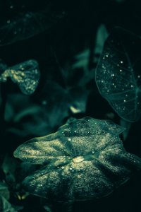 Water Drops On Leaves