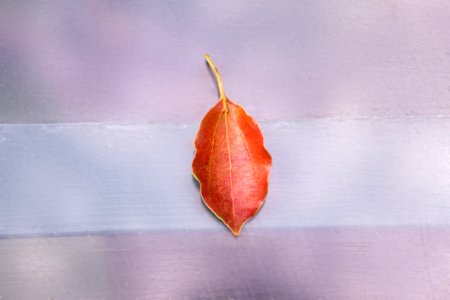 Leaf On Floor