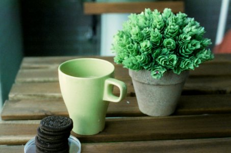 Plant On A Table