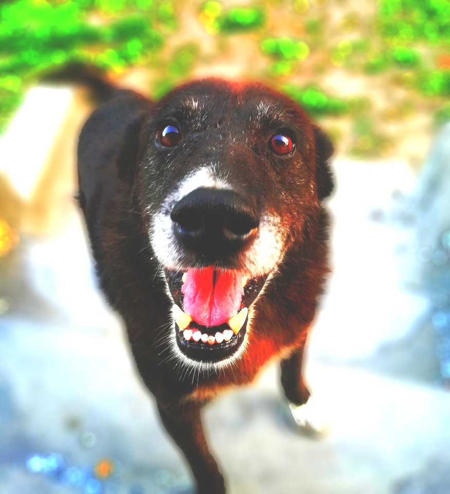 Selective Focus Photography Of Black Short-coat Dog