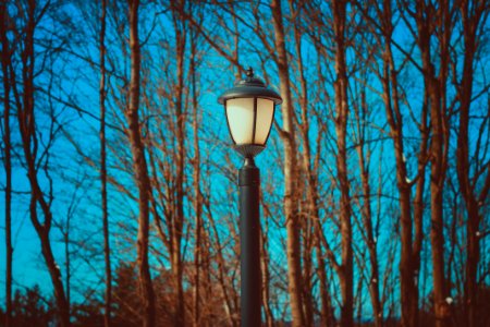 Black Lamp Post Near Leafless Trees photo