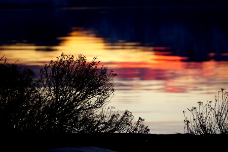 Black Bare Plant Near Body Of Water