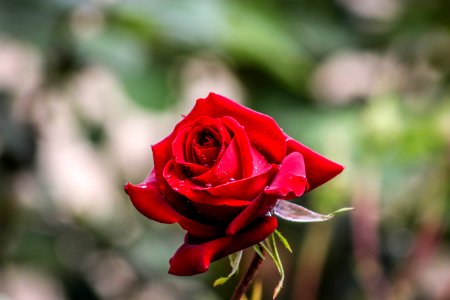 Bokeh Photography Of Red Rose