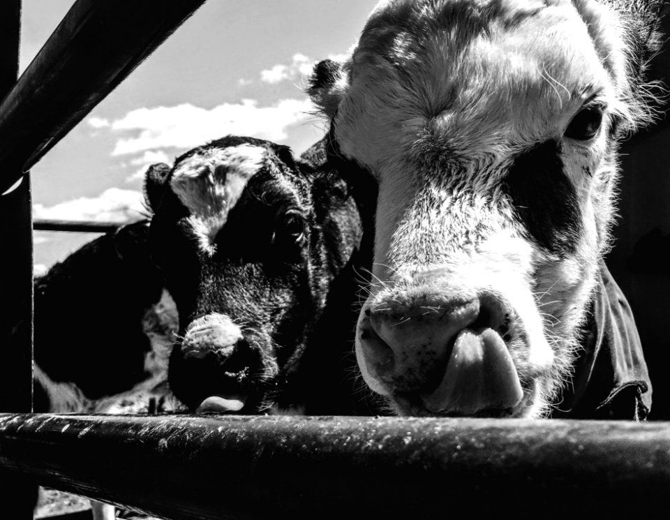 Grayscale Photo Of Cows photo