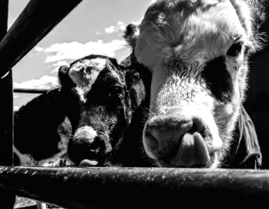 Grayscale Photo Of Cows