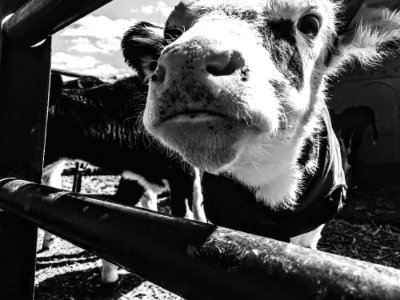 Grayscale Photography Of Cattle