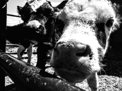 Grayscale Photograph Of Two Cows