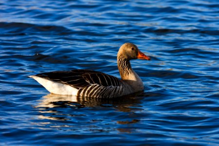 Bird Water Duck Fauna