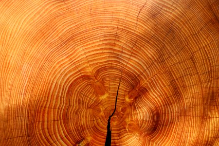 Wood Close Up Texture Pattern photo