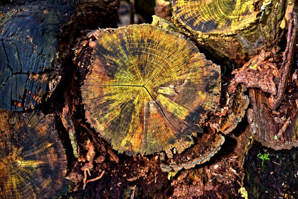 Leaf Tree Tree Stump Plant