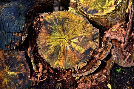 Leaf Tree Tree Stump Plant