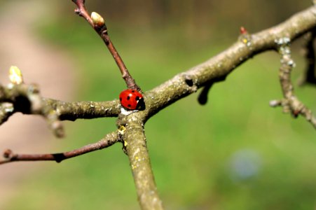 Branch Twig Tree Plant Stem