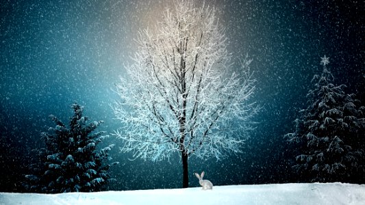 Winter Snow Nature Tree photo