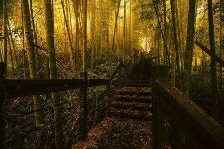 Nature Forest Woodland Path photo
