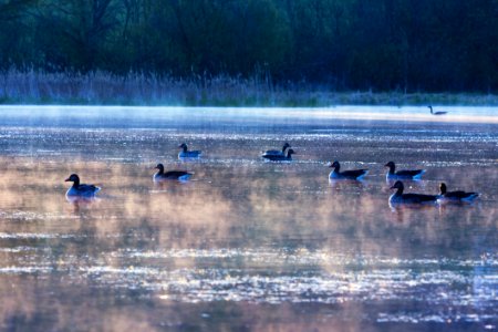 Water Bird Waterway Water Bird