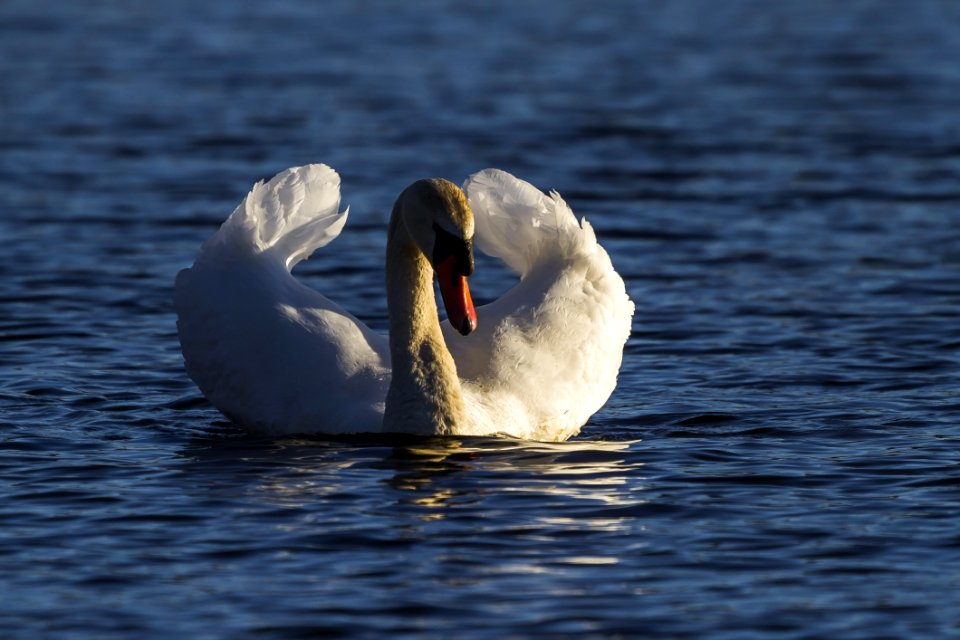 Swan Bird Water Bird Ducks Geese And Swans