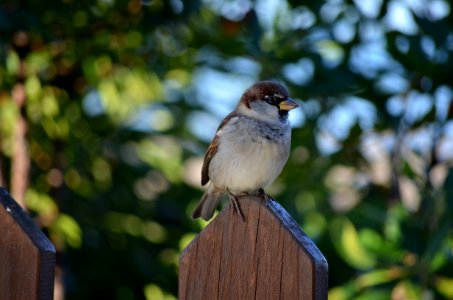 Bird Fauna Sparrow Beak