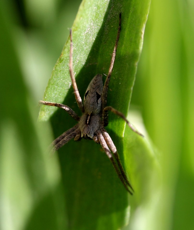 Insect Spider Arachnid Invertebrate