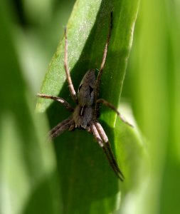 Insect Spider Arachnid Invertebrate
