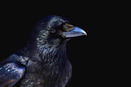 Bird Beak Crow Like Bird Raven photo