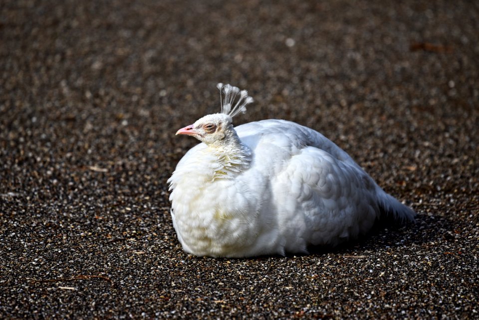 Bird Chicken Galliformes Fauna