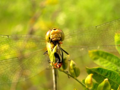 Insect Dragonfly Dragonflies And Damseflies Invertebrate