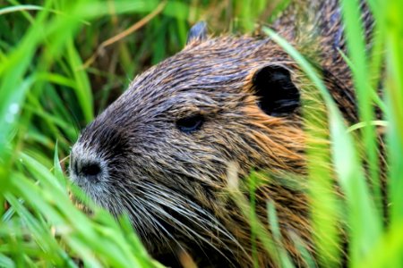 Fauna Wildlife Mammal Beaver