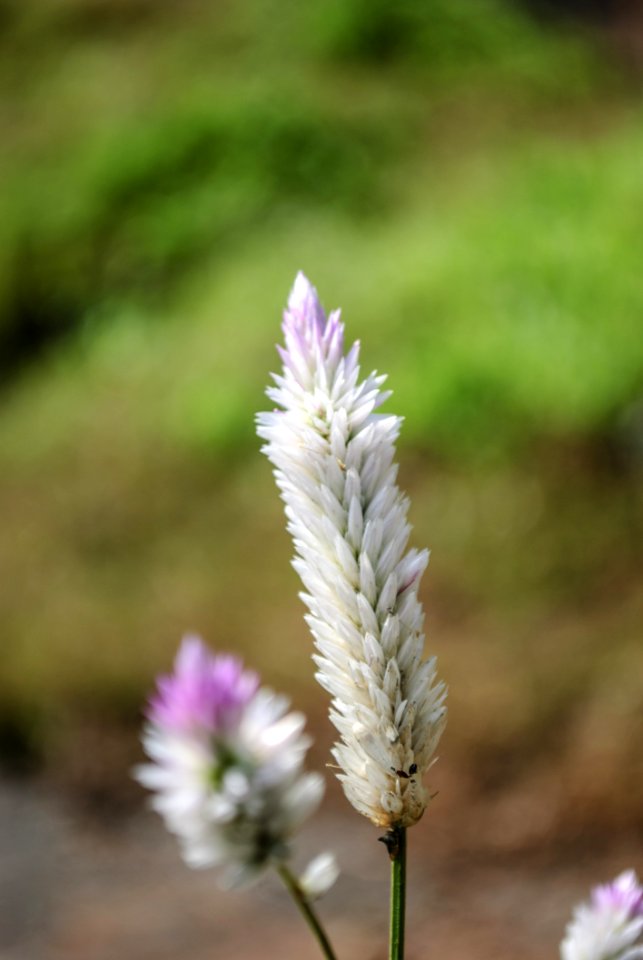 Plant Flower Grass Family Flora