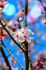 Blossom Blue Branch Spring