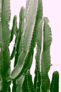 Abstract Botanical Cactus