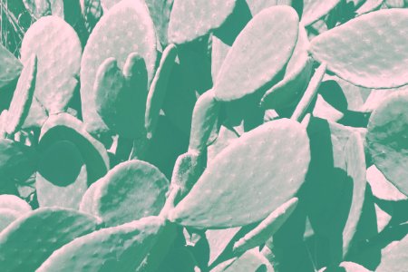 Green Cactus Plant