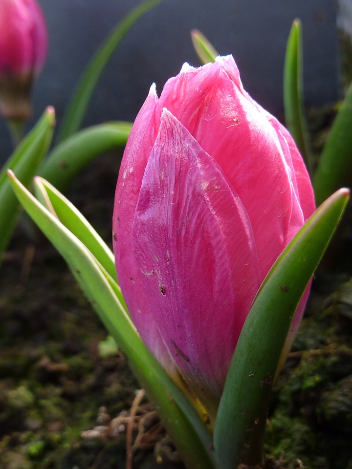Tulip pink pulchella violacea