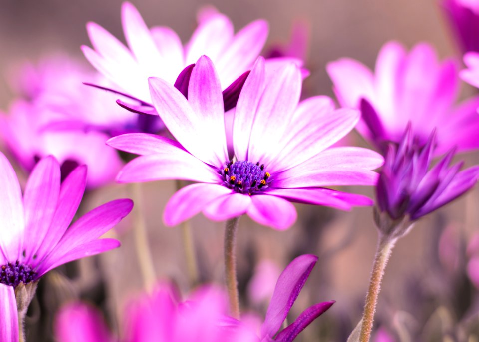 Selective Photo Of Purple Daisy Flowers