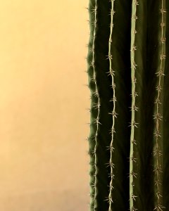 Macro Shot Of Green Cactus