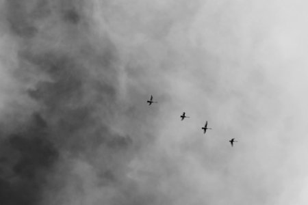 Low Angle Photography Of Four Flying Birds photo
