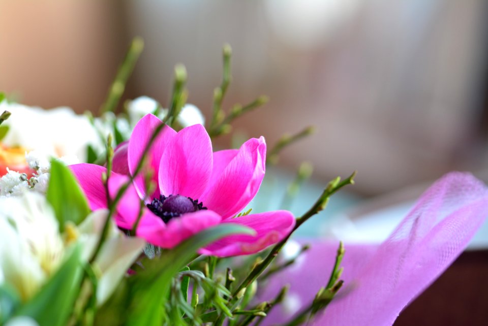 Pink Poppy Closeup Photo