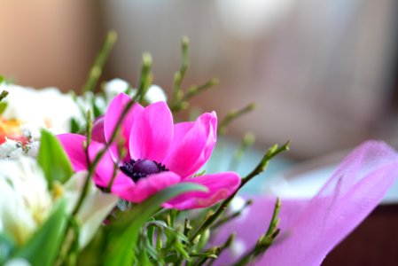 Pink Poppy Closeup Photo