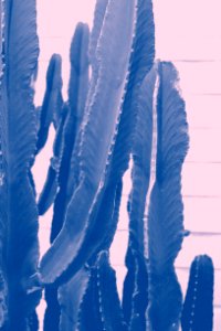 Green Cactus Closeup