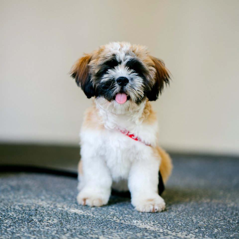 White Brown And Black Shih Tzu Puppy