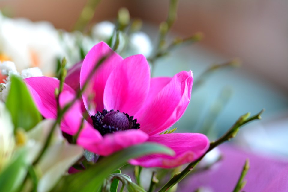 Closeup Photo Of Pink Petaled Flower