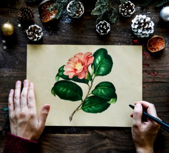 Man Drawing Pink Camellia Flower Beside Brown Pinecones