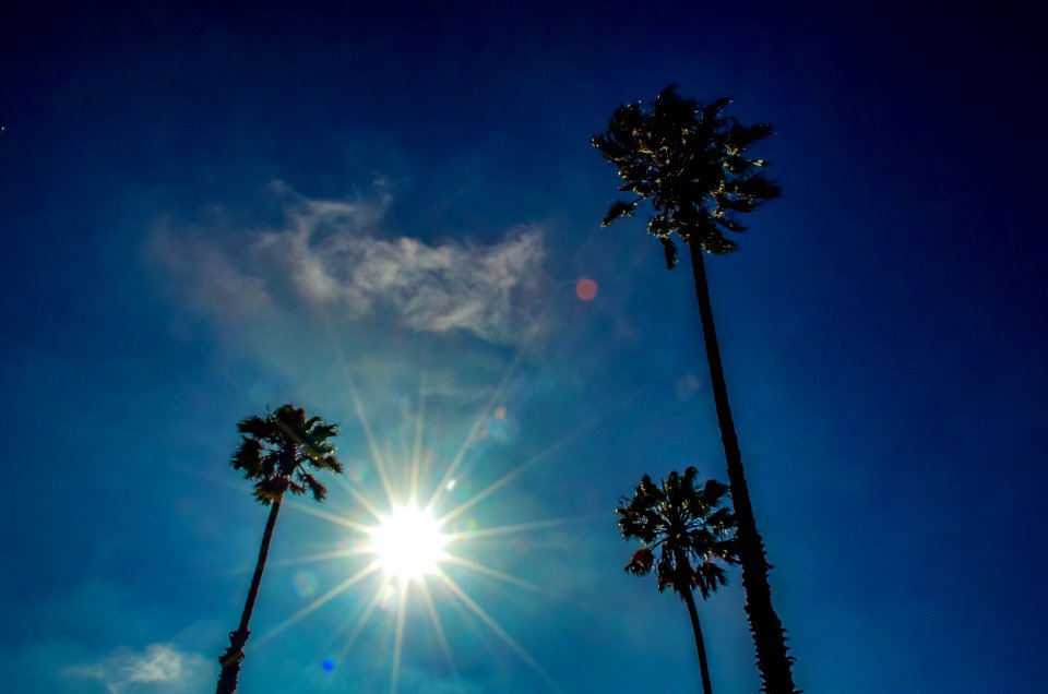 Palm Trees Under The Sun