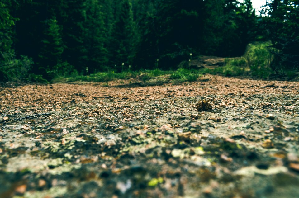 Brown Soil Near Green Trees