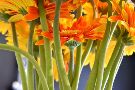 Selective Focus Photography Of Orange Petaled Flowers photo