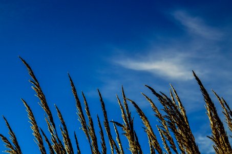 Green Wheat Under Clear Blue Sky photo