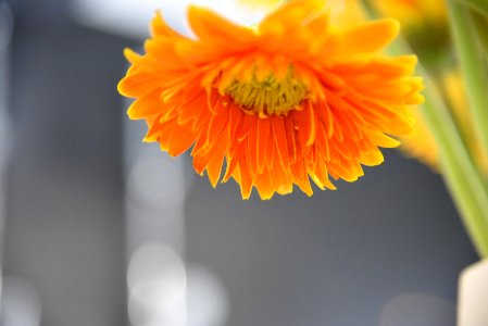 Orange Flower Macro Photography photo