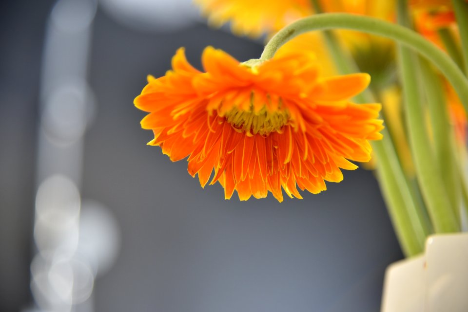 Orange Daisy Flower Selective Focus Photography