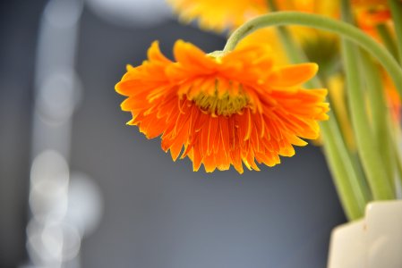 Orange Daisy Flower Selective Focus Photography photo